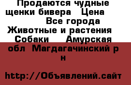 Продаются чудные щенки бивера › Цена ­ 25 000 - Все города Животные и растения » Собаки   . Амурская обл.,Магдагачинский р-н